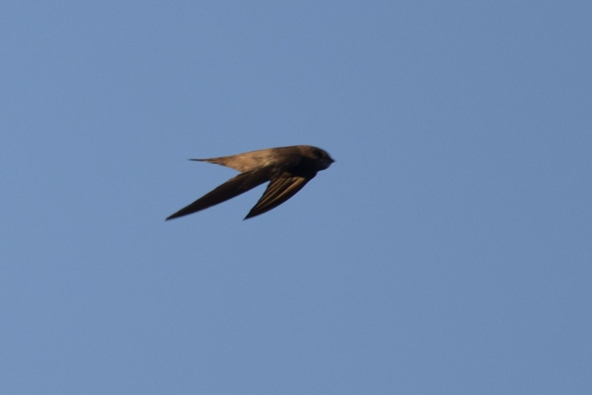 Bradfield's Swift - ML636154364