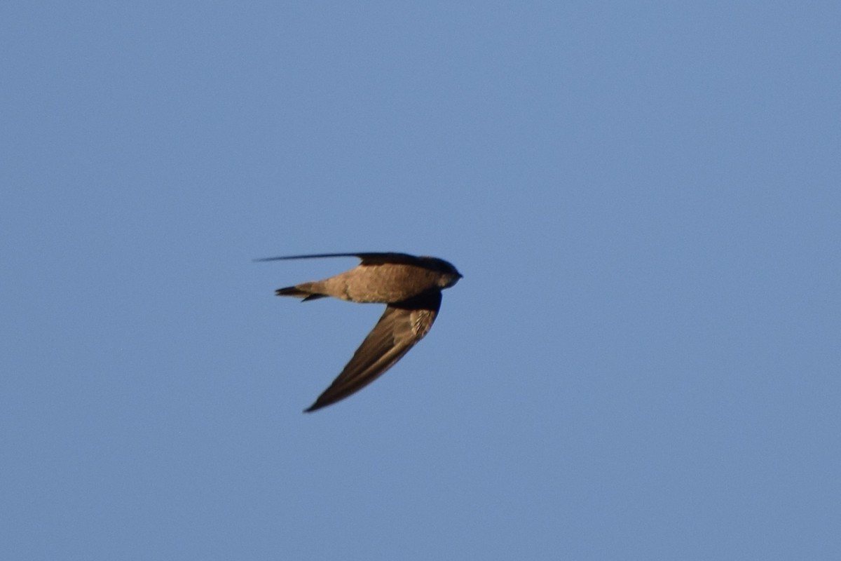 Bradfield's Swift - ML636154365