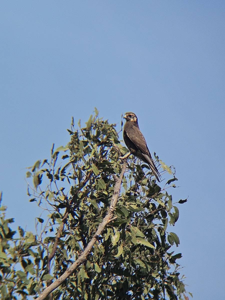 Brown Falcon - ML636154571