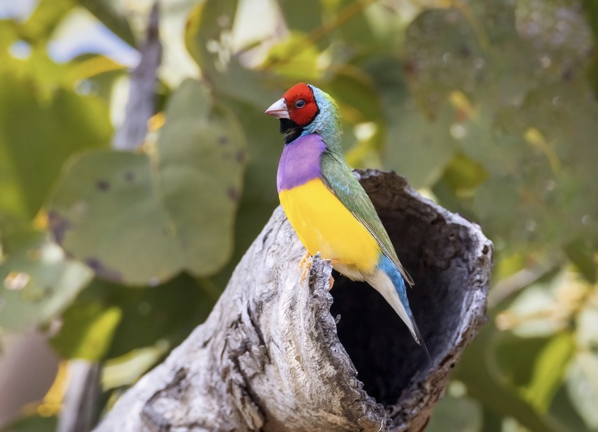 Gouldian Finch - ML636154583