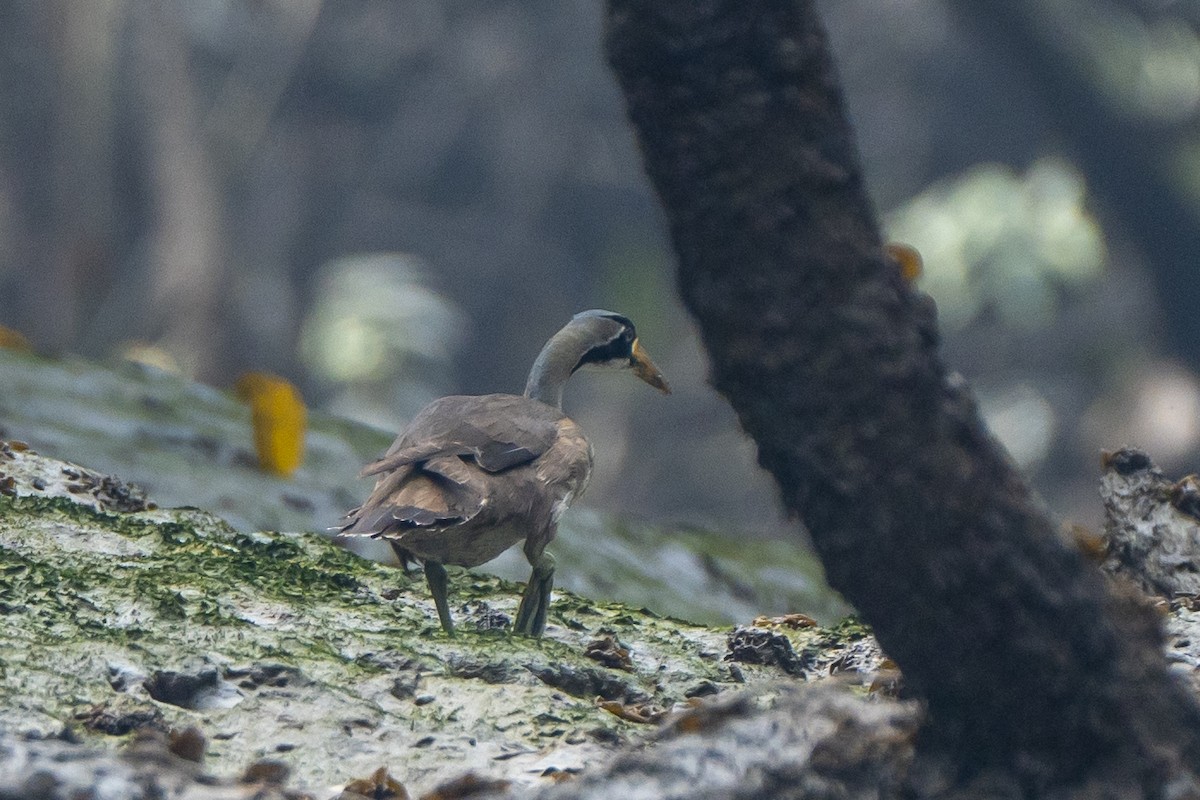 Masked Finfoot - ML636154747