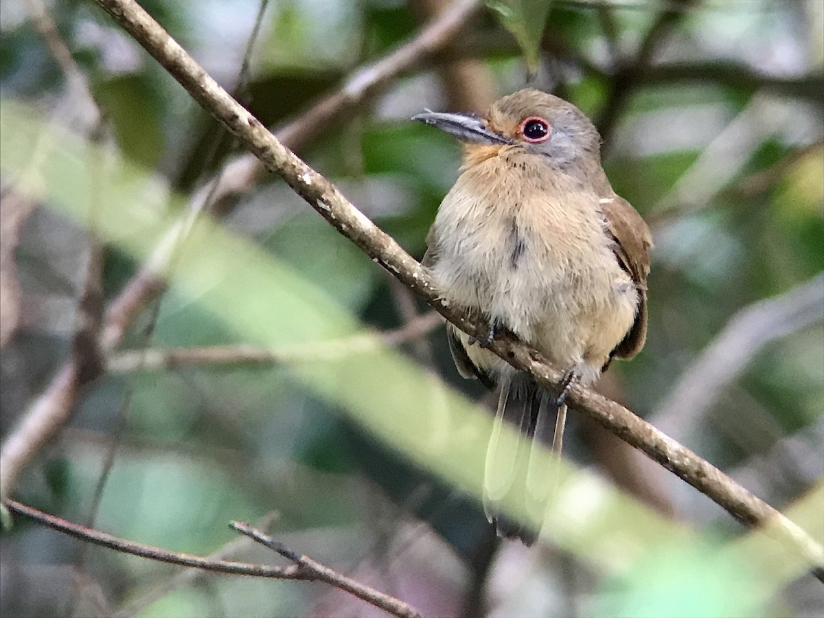 Fulvous-chinned Nunlet - ML636154875
