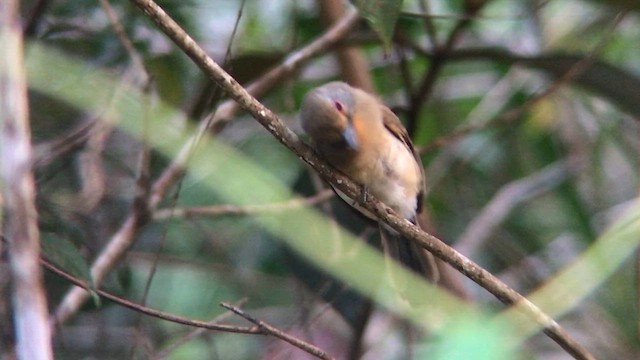 Fulvous-chinned Nunlet - ML636154877