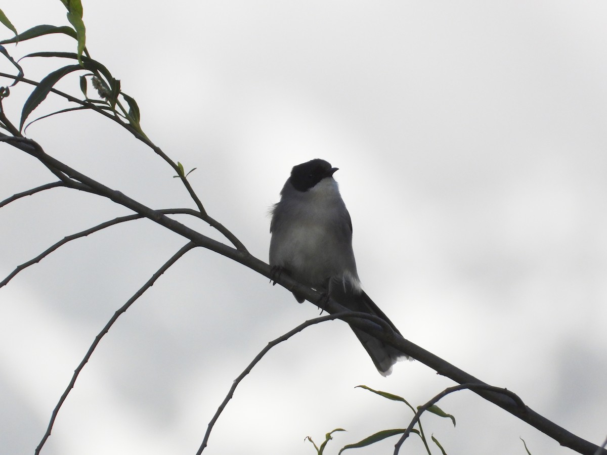 Black-headed Sibia - ML636154897