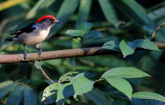 Scarlet-backed Flowerpecker - ML636155021