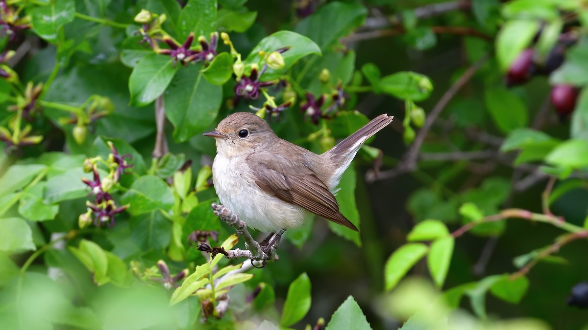 Red-breasted Flycatcher - ML636155036