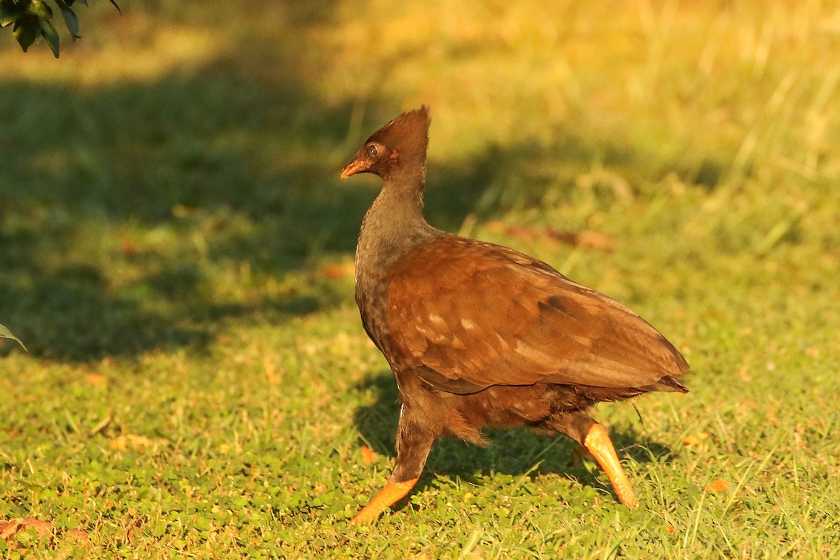 Orange-footed Megapode - ML636155041