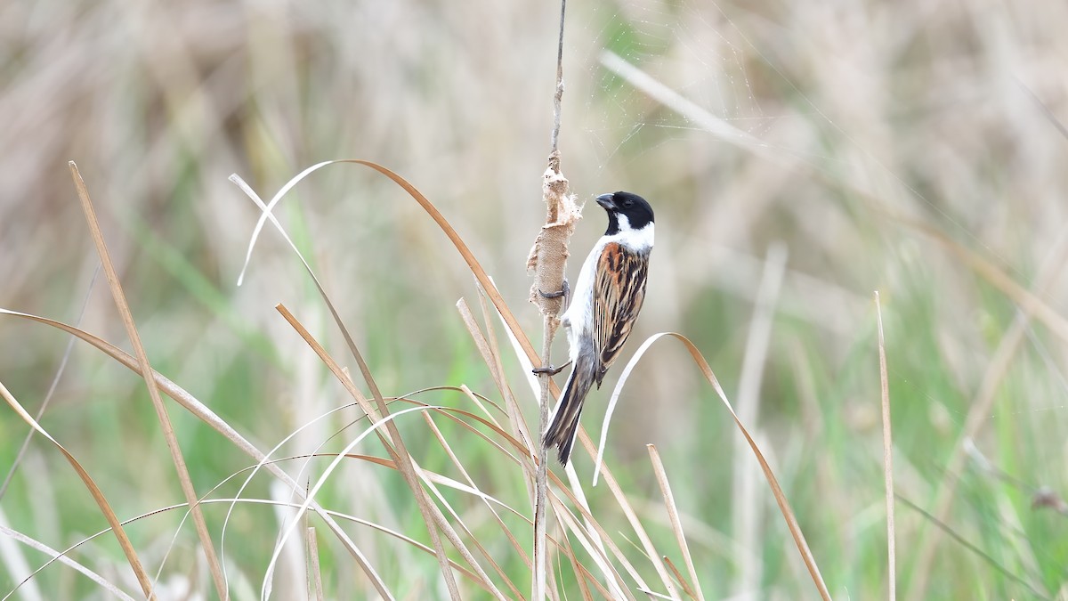 Reed Bunting - ML636155048