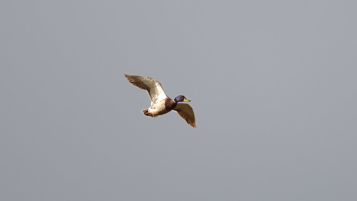 Mallard - ML636155071