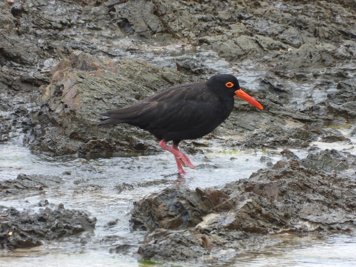 Sooty Oystercatcher - ML636155089