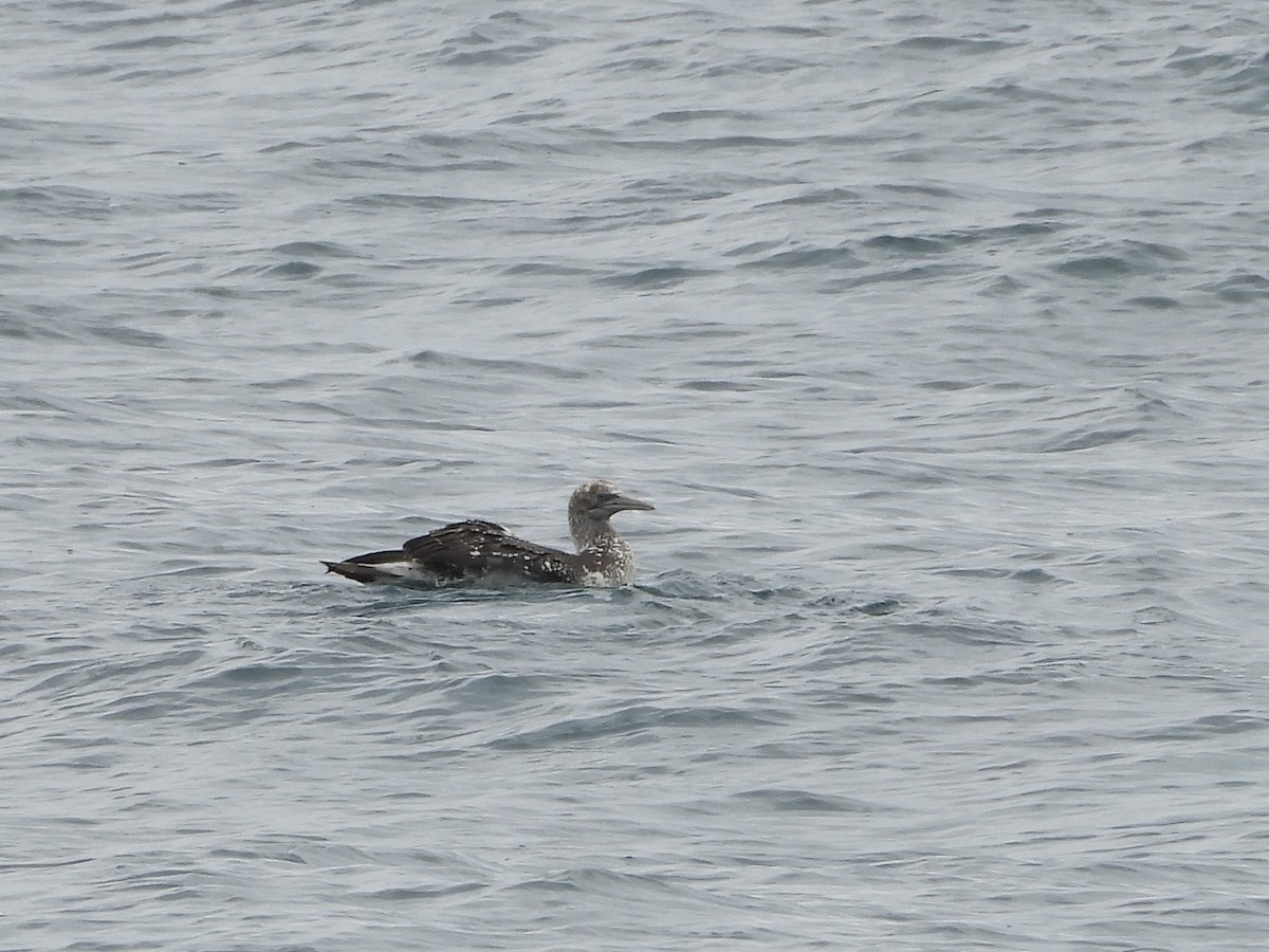 Australasian Gannet - ML636155090