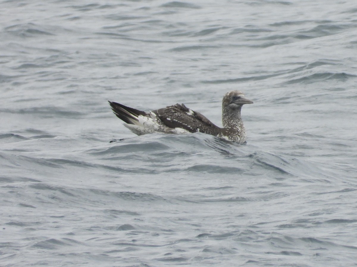 Australasian Gannet - ML636155091