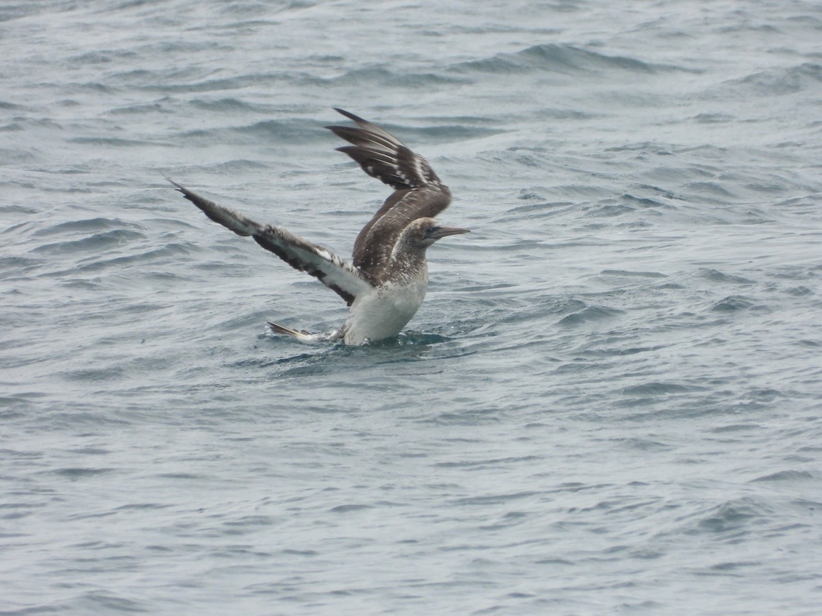 Australasian Gannet - ML636155092