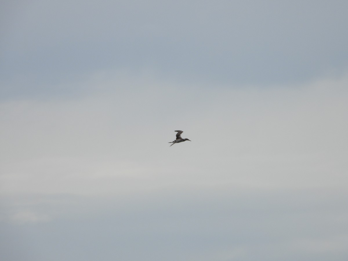 Australasian Gannet - ML636155093