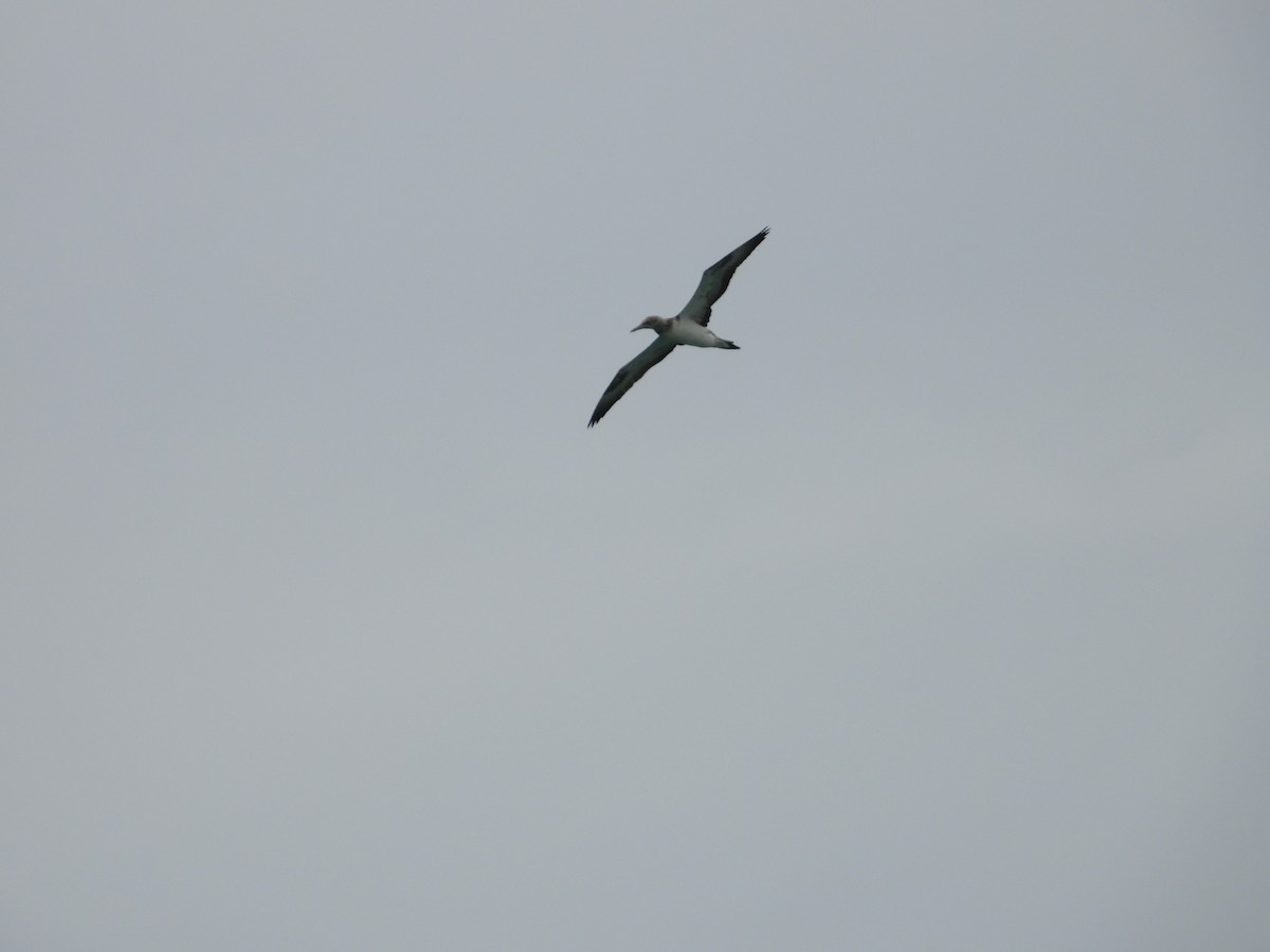 Australasian Gannet - ML636155094