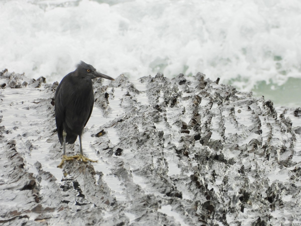 Pacific Reef-Heron - ML636155097
