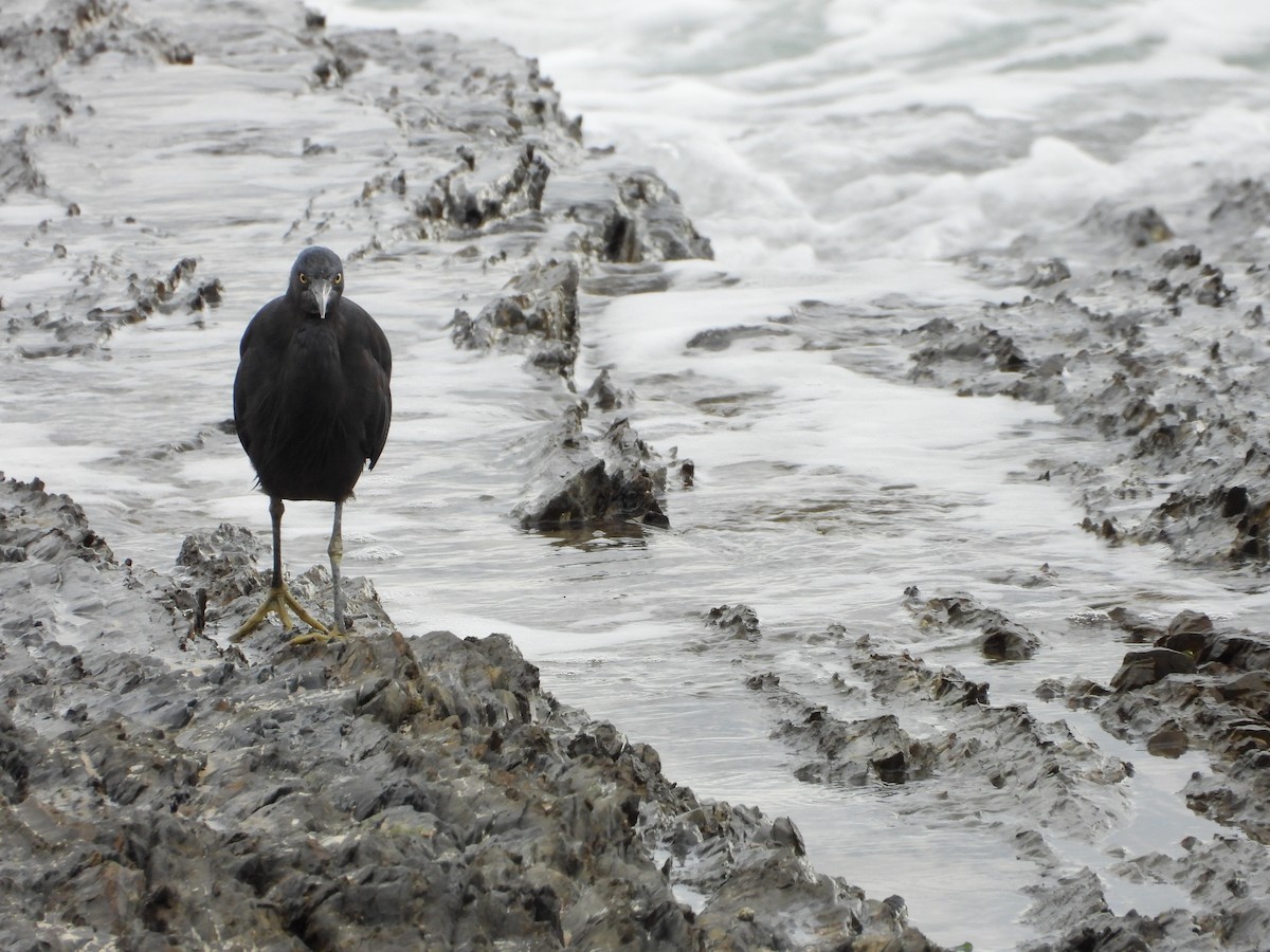 Pacific Reef-Heron - ML636155098