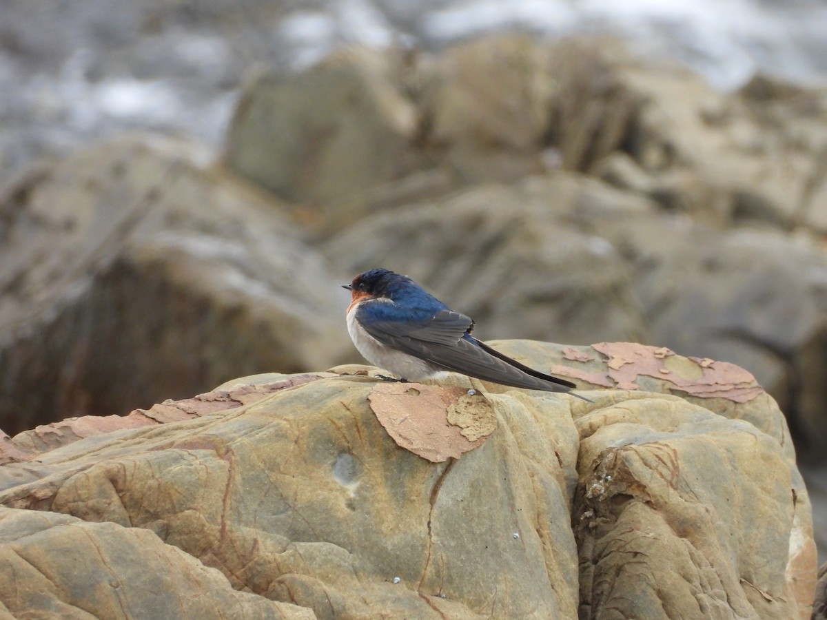 Welcome Swallow - ML636155106