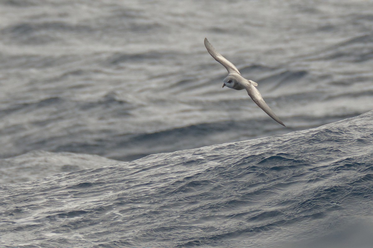 Mottled Petrel - ML636155108