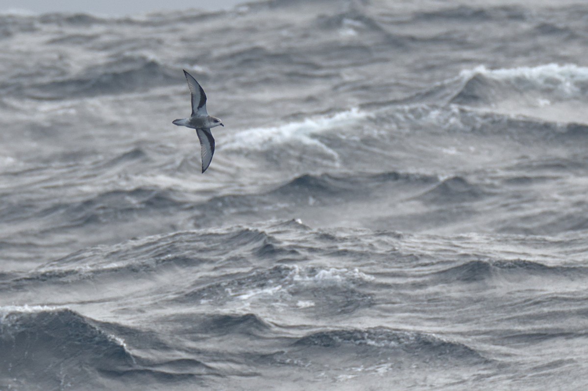 Mottled Petrel - ML636155109