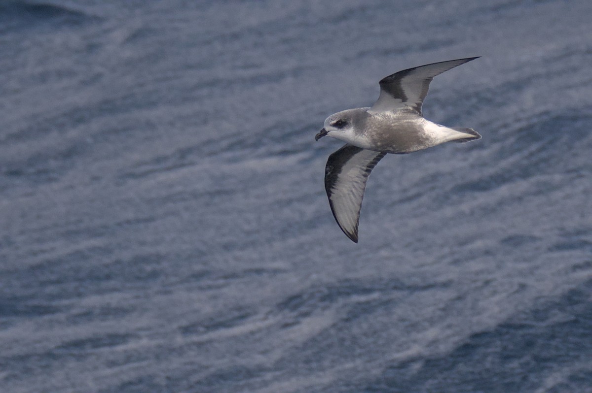 Mottled Petrel - ML636155110