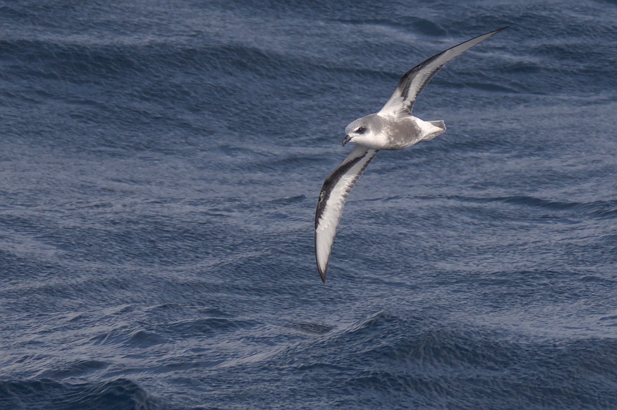 Mottled Petrel - ML636155111