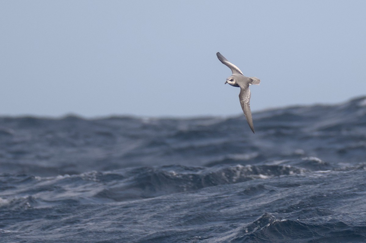 Mottled Petrel - ML636155112