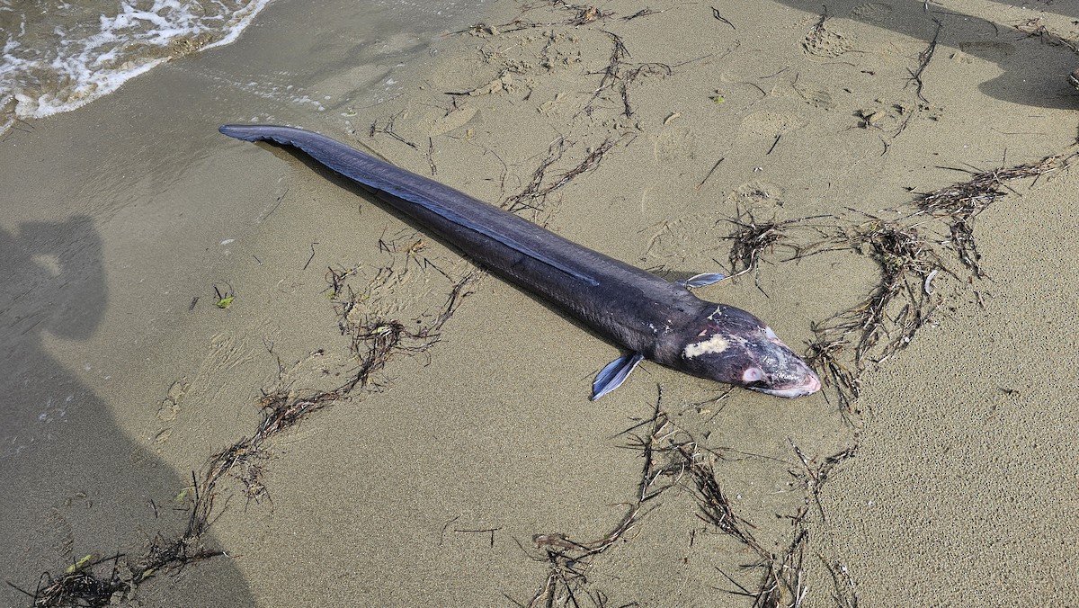 Animals - ML636155113