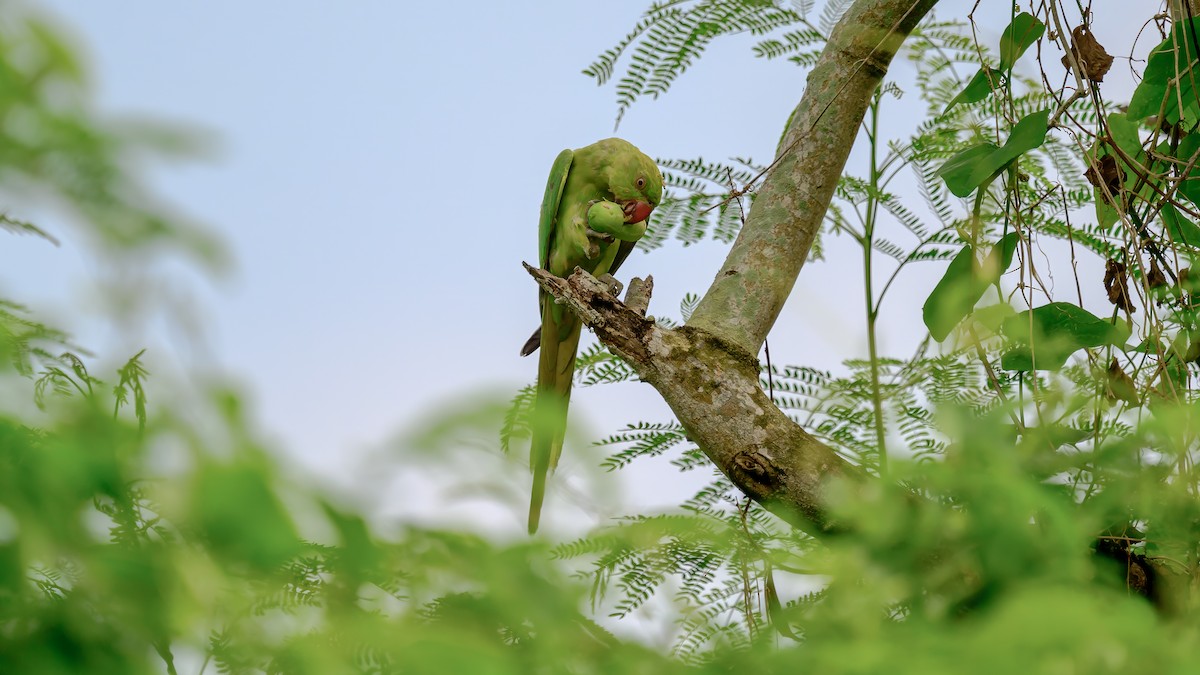 Rose-ringed Parakeet - ML636155145