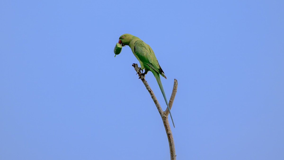 Rose-ringed Parakeet - ML636155146