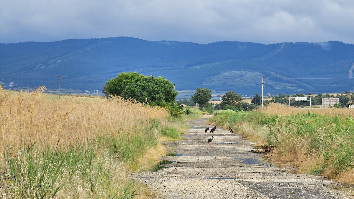 Black Stork - ML636155151
