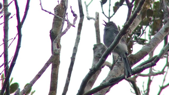 Inambari Gnatcatcher - ML636155153