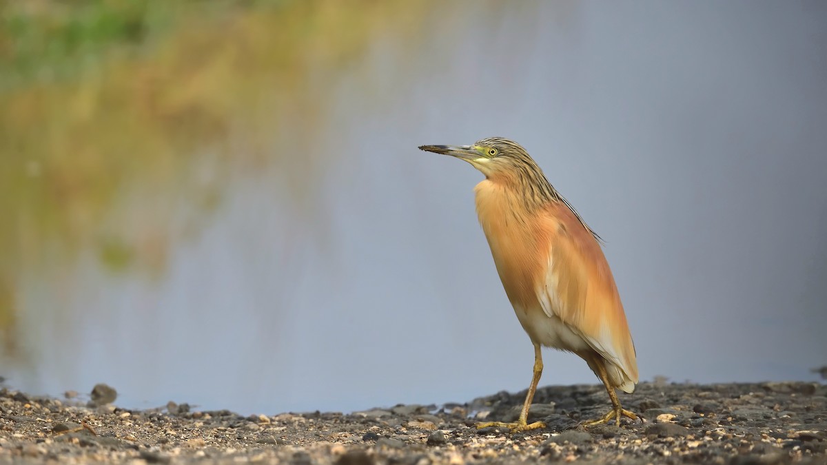 Squacco Heron - ML636155158