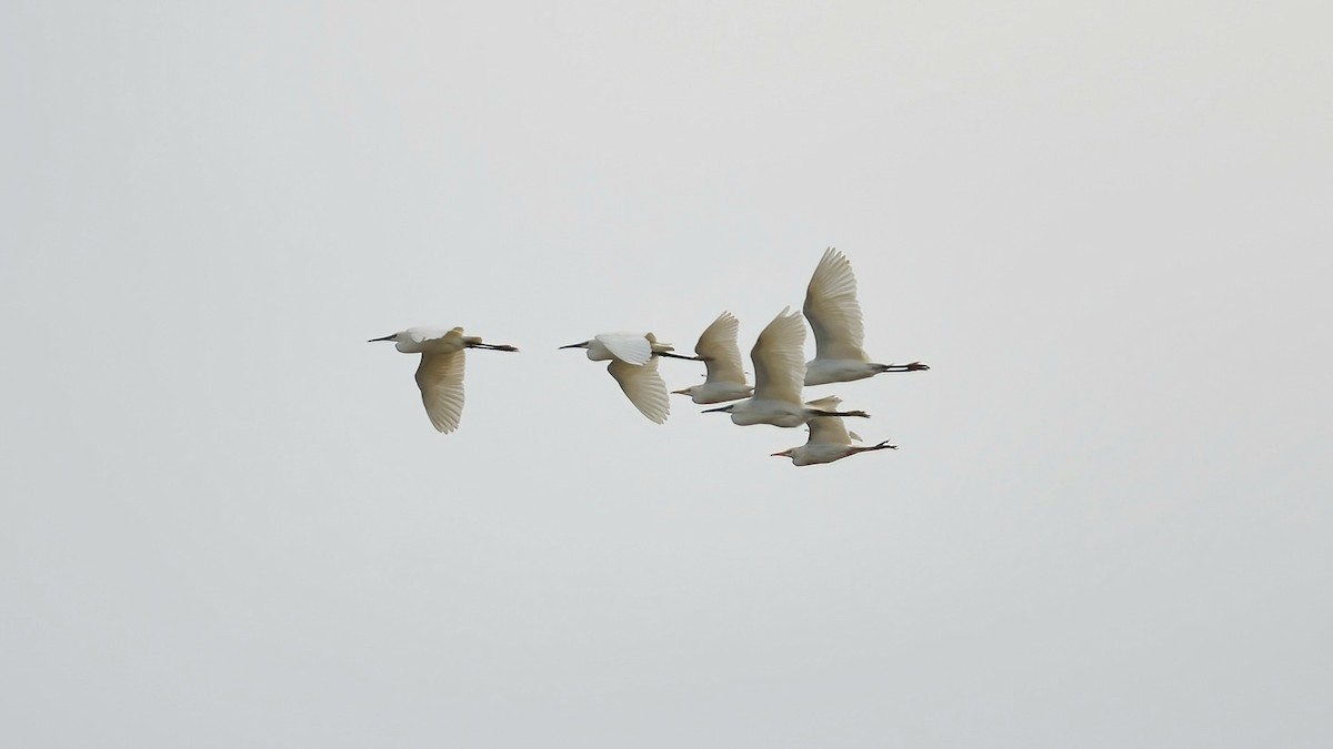 Western Cattle-Egret - ML636155159