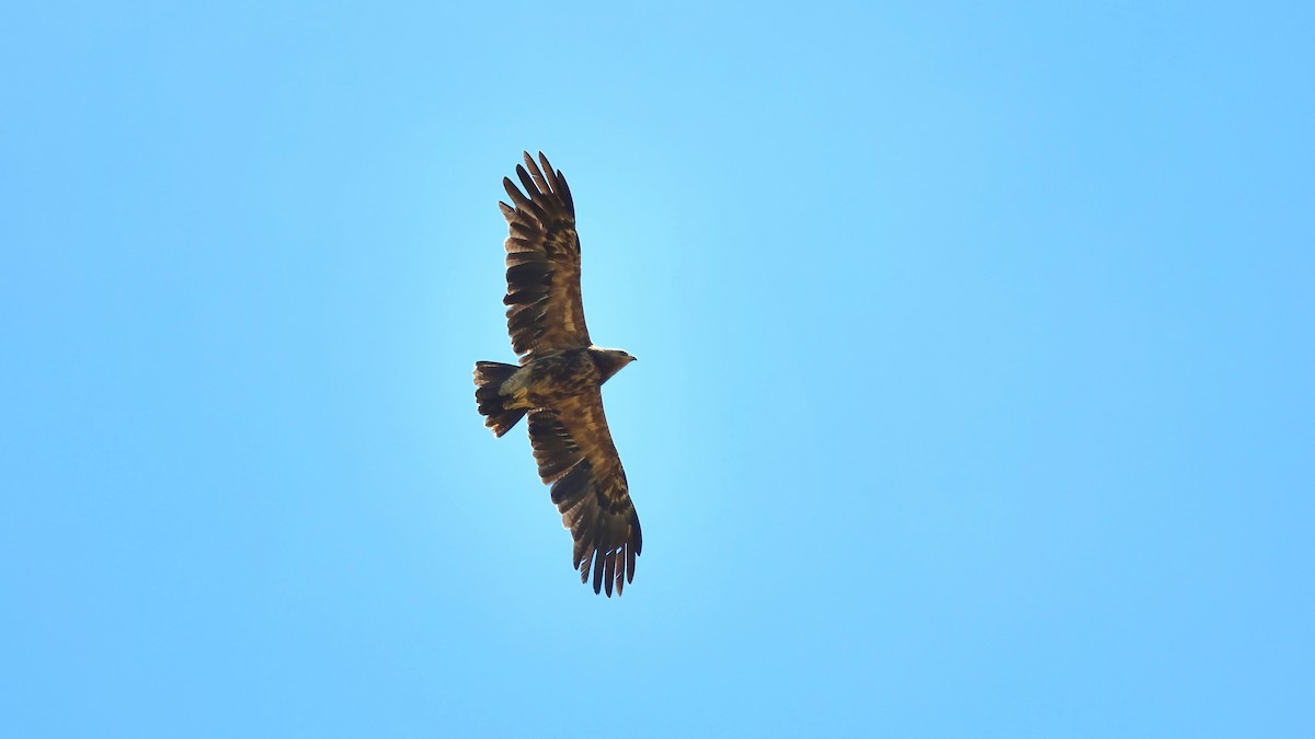 Lesser Spotted Eagle - ML636155167