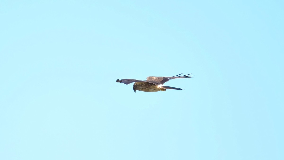 Montagu's Harrier - ML636155181