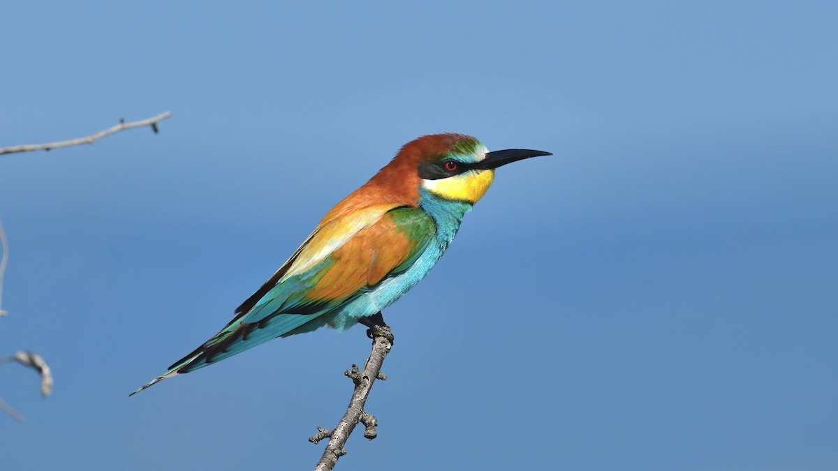 European Bee-eater - ML636155186
