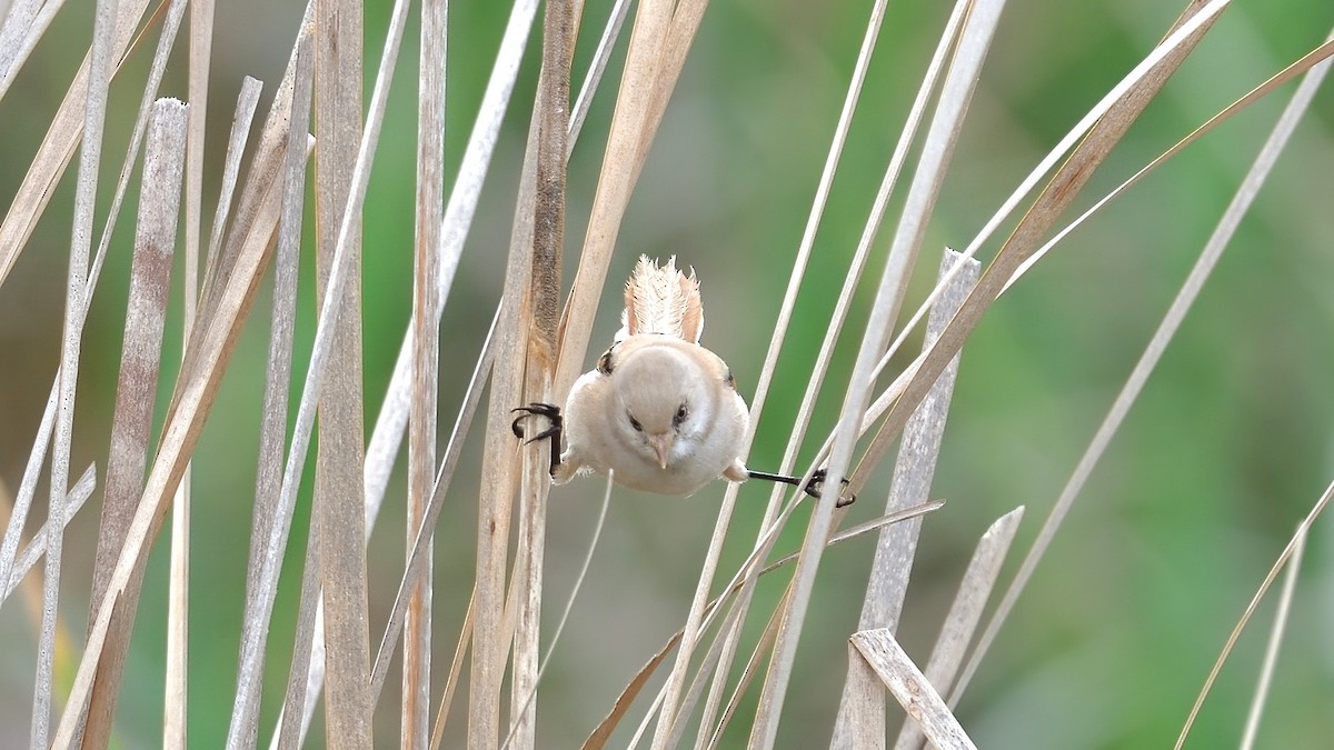 Bearded Reedling - ML636155190