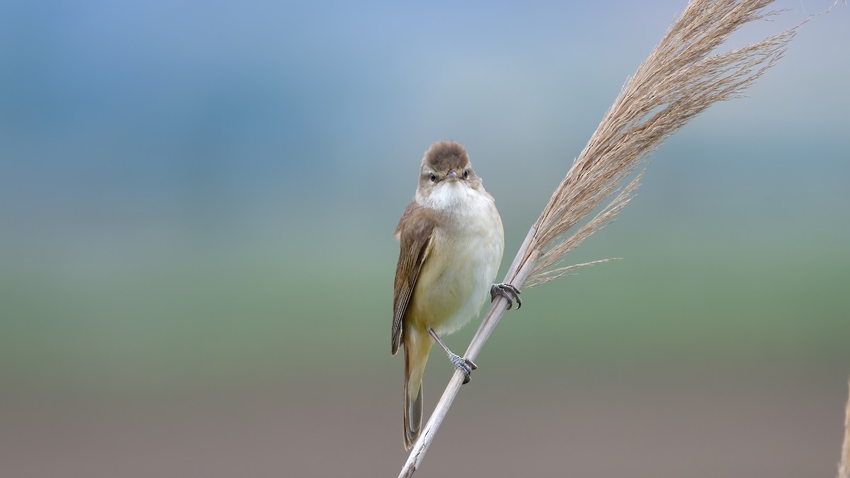 Great Reed Warbler - ML636155214