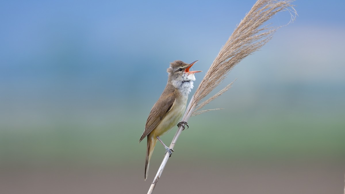 Great Reed Warbler - ML636155215
