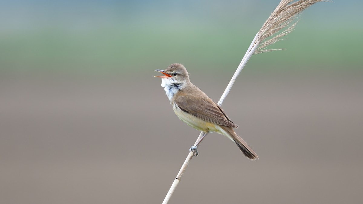 Great Reed Warbler - ML636155216