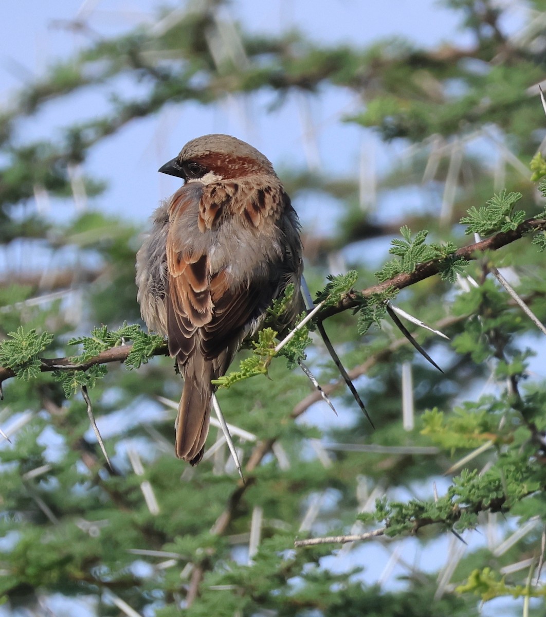 Somali Sparrow - ML636155242