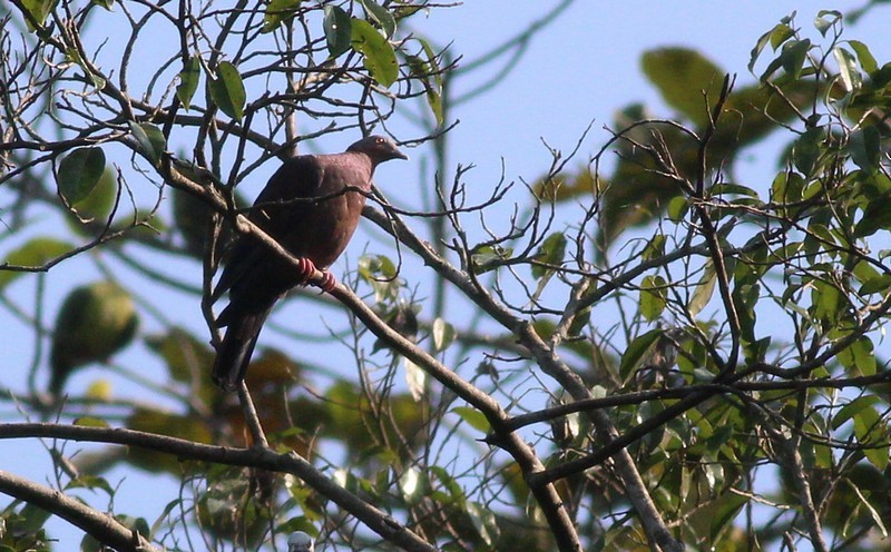 Pale-capped Pigeon - ML636155255