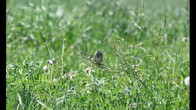 Savannah Sparrow - ML636155273