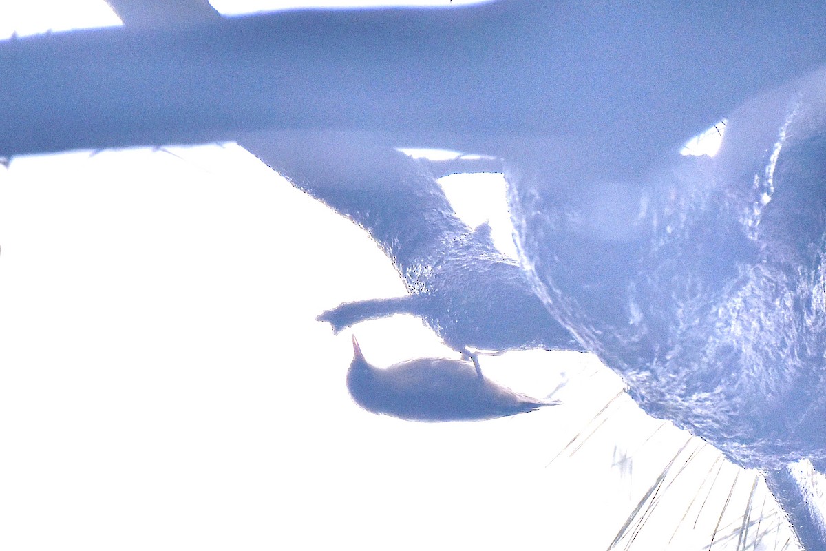 Velvet-fronted Nuthatch - ML636155286