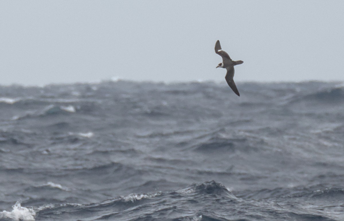 White-necked Petrel - ML636155498