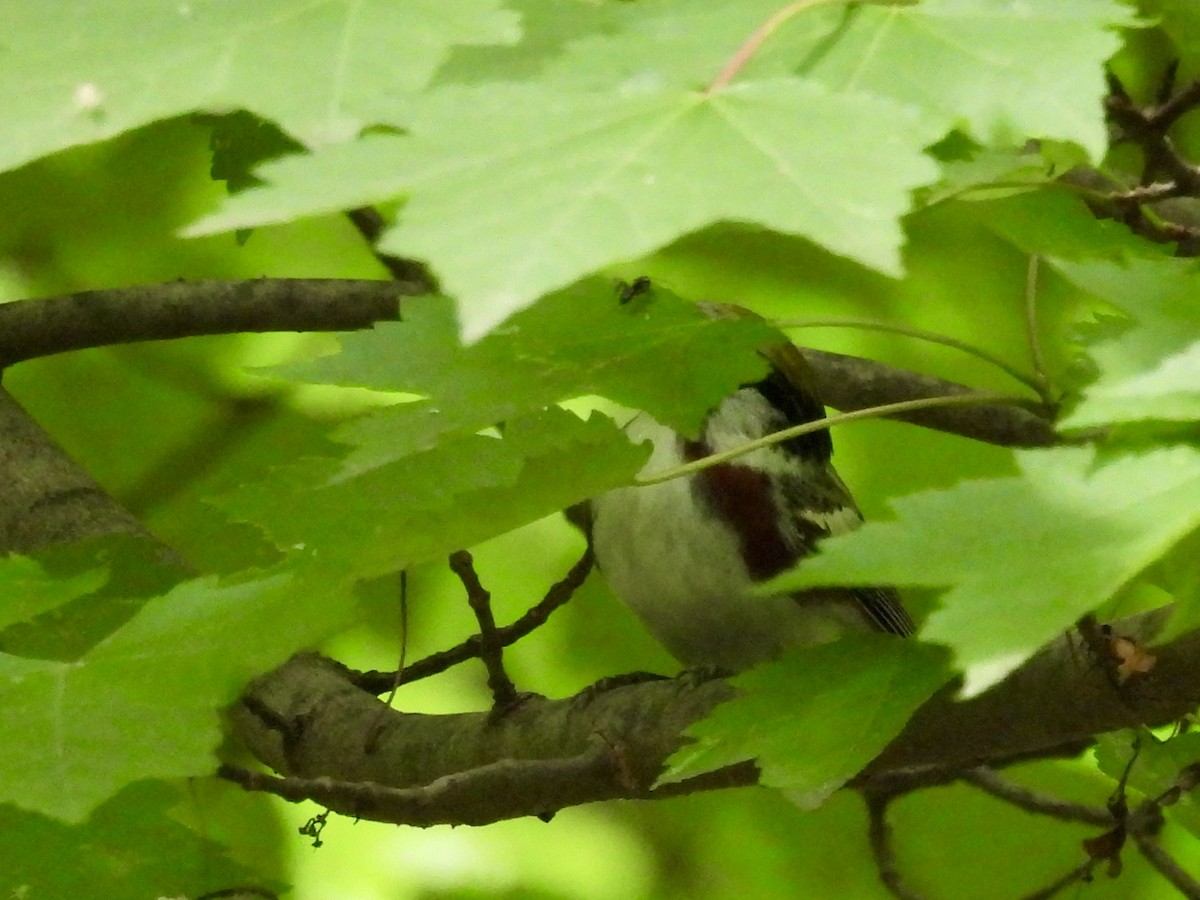 Chestnut-sided Warbler - ML636155538