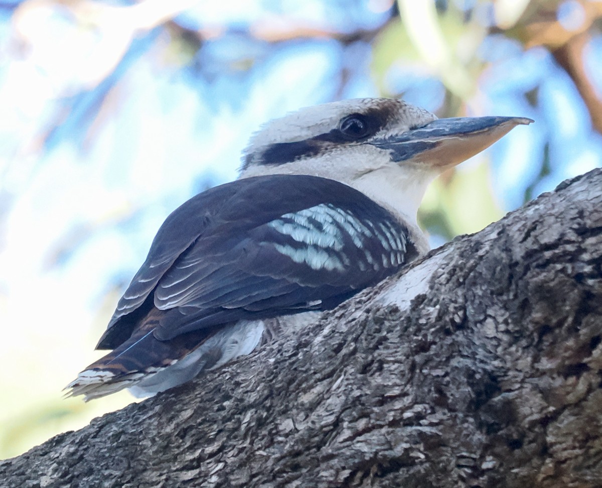 Laughing Kookaburra - ML636155546