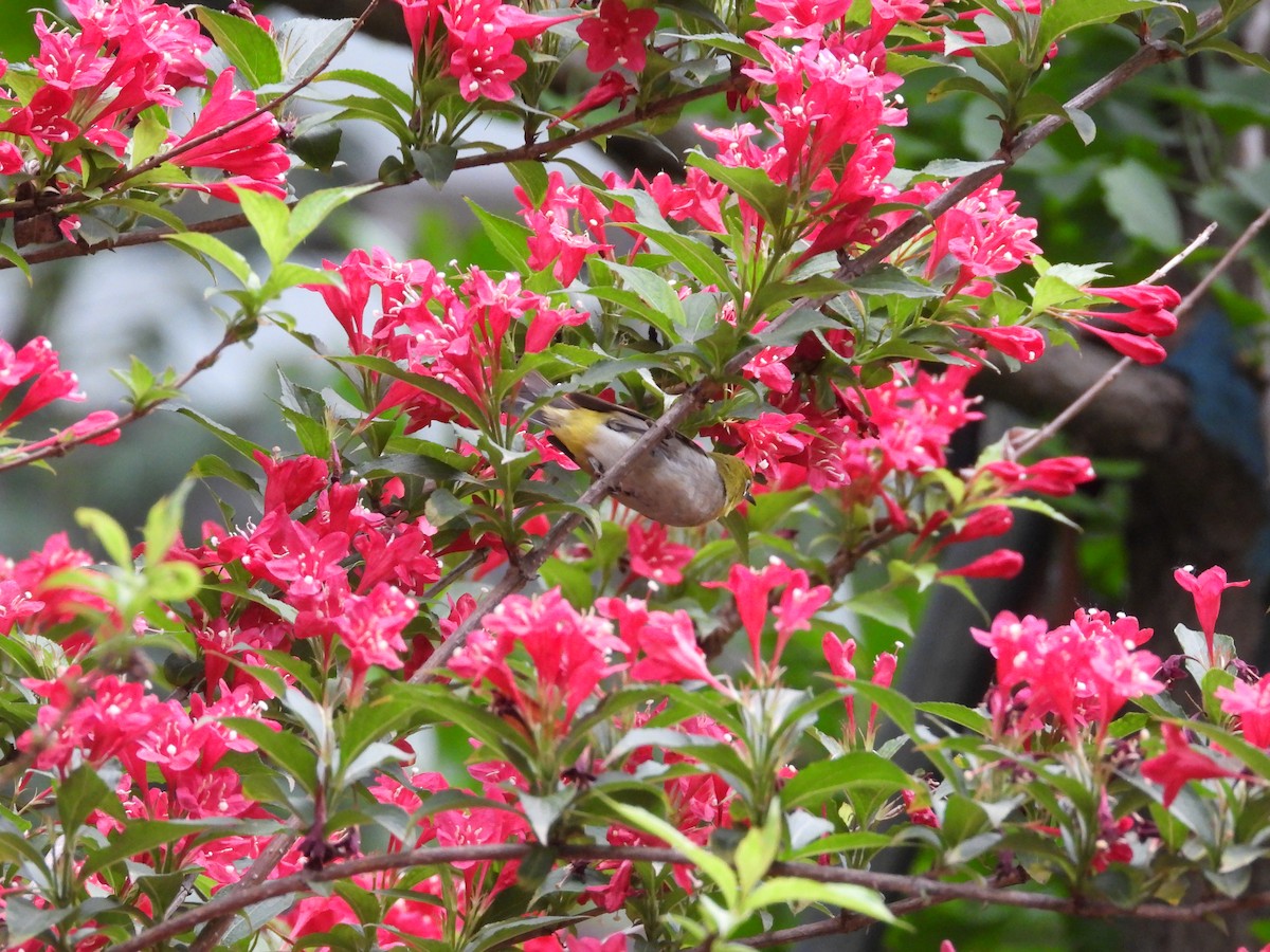 Swinhoe's White-eye - ML636155614