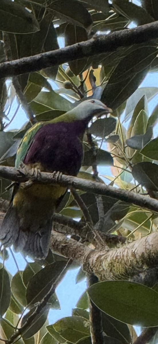 Wompoo Fruit-Dove - ML636155652